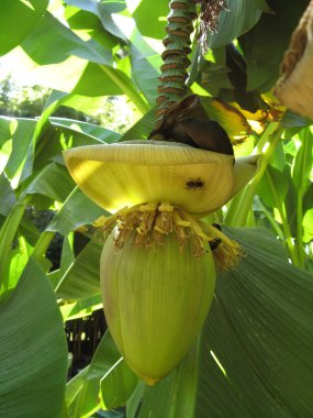 Yeşil ve tropik muz ağacı