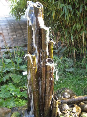 Bambu koruluğunda bambu.