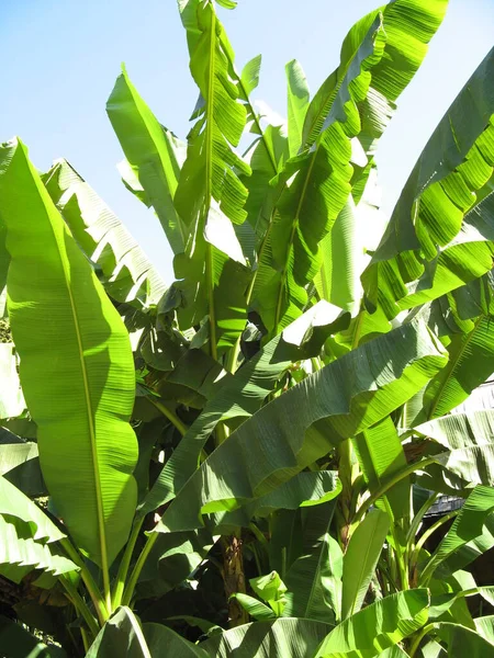 Πράσινο Και Τροπικό Δέντρο Μπανάνας — Φωτογραφία Αρχείου