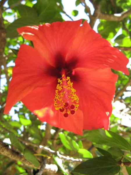 Flor Belleza Naturaleza —  Fotos de Stock