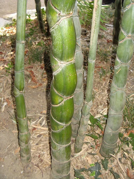 Bambus Bambusovém Háji — Stock fotografie