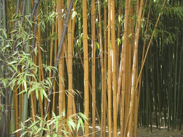 竹林の竹 — ストック写真