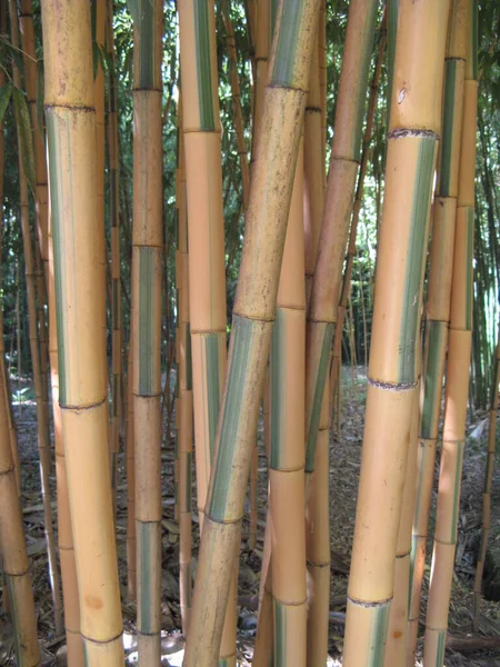 Bambu Koruluğunda Bambu Telifsiz Stok Fotoğraflar