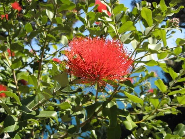 Fleur Beauté Nature — Photo