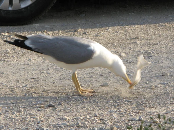 Une Mouette Qui Lutte Contre Pollution — Photo