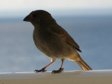 Şeker kasesi, Batı Hint Adaları 'nın kuşu