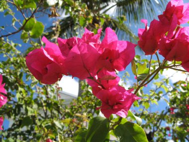 Tropik çiçek, Fransız Batı Hint Adaları