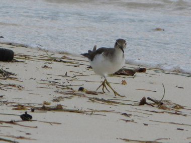 Şeker kasesi, Batı Hint Adaları 'nın kuşu