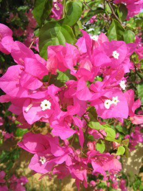 Tropik çiçek, Fransız Batı Hint Adaları