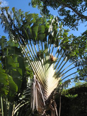Tropik bitki örtüsü, Fransız Batı Hint Adaları