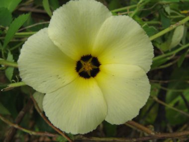 Tropik çiçek, Fransız Batı Hint Adaları