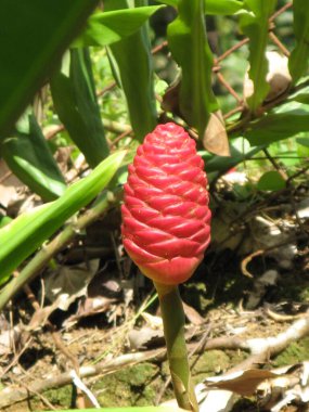 Tropik çiçek, Fransız Batı Hint Adaları