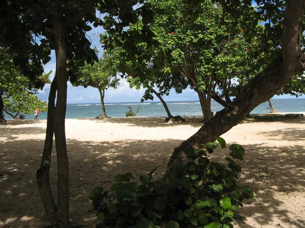 Plage Autre Bord Moule Guadeloupe — Stock fotografie