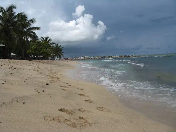 Plage Lautre Bord Moule Guadeloupe — 스톡 사진