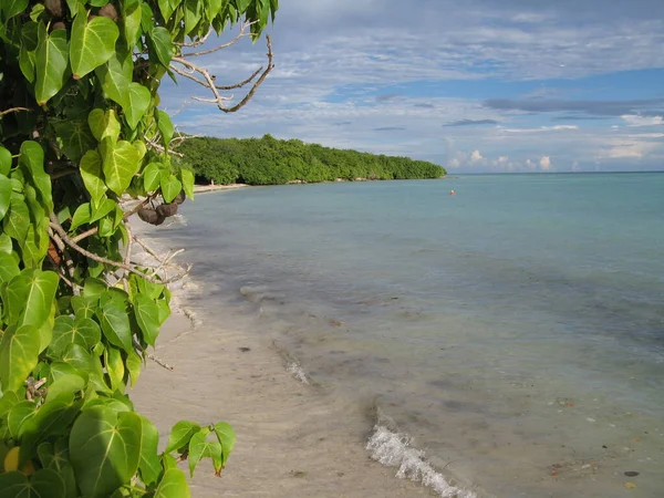 Anse Des Mancenilliers Saint Franois Guadeloupe — Stok fotoğraf