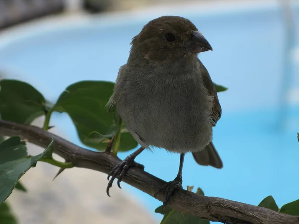 西印度群岛的鸟 — 图库照片