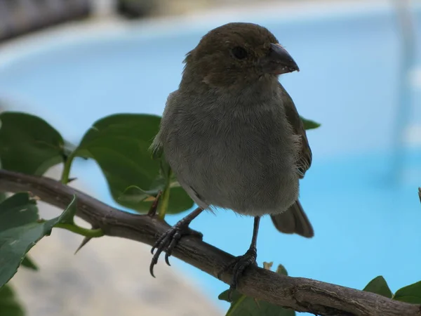 Tigela Açúcar Pássaro Das Índias Ocidentais — Fotografia de Stock