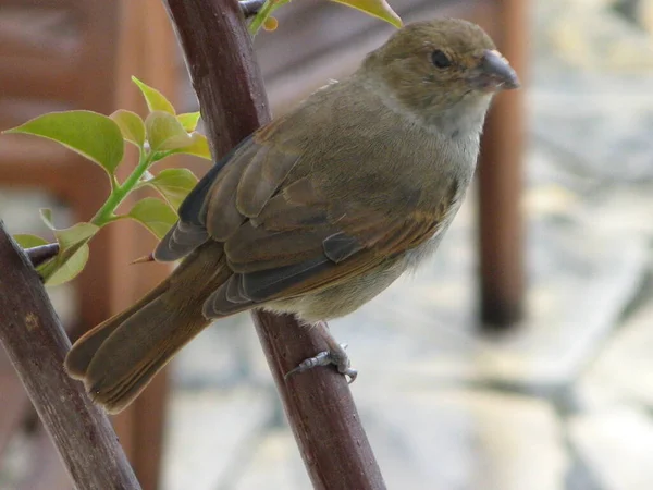 西インド諸島の鳥砂糖入れ — ストック写真