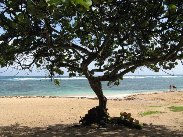 Anse Maurice Guadeloupe Fransız Batı Hint Adaları — Stok fotoğraf