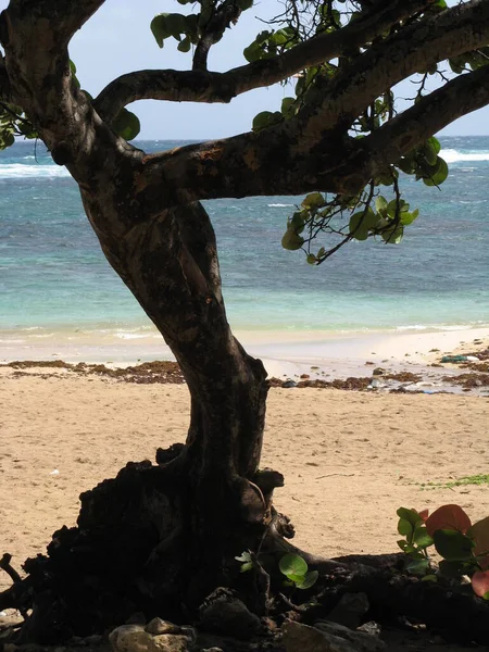 Anse Maurice Guadalupa Indie Occidentali Francesi — Foto Stock