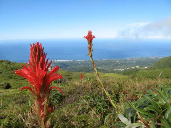 Volcan Soufrire Guadeloupe Západní Indie — Stock fotografie