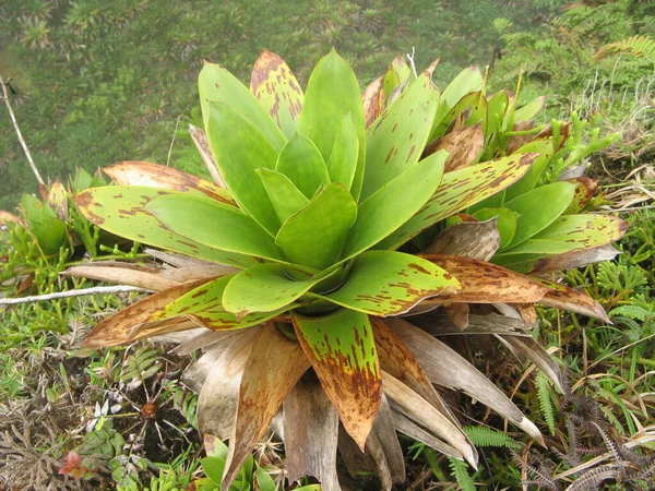 Roślinność Tropikalna Francuskie Indie Zachodnie — Zdjęcie stockowe