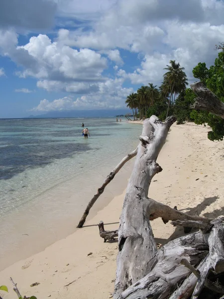 Playa Bois Jolan Guadalupe Indias Occidentales Francesas — Foto de Stock