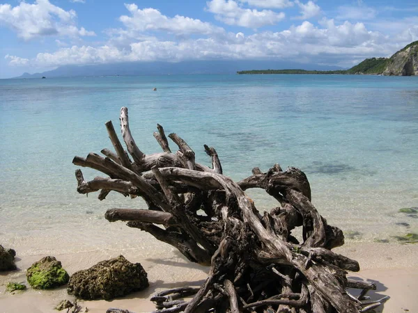 Bois Jolan Plajı Guadeloupe Fransız Batı Hint Adaları — Stok fotoğraf