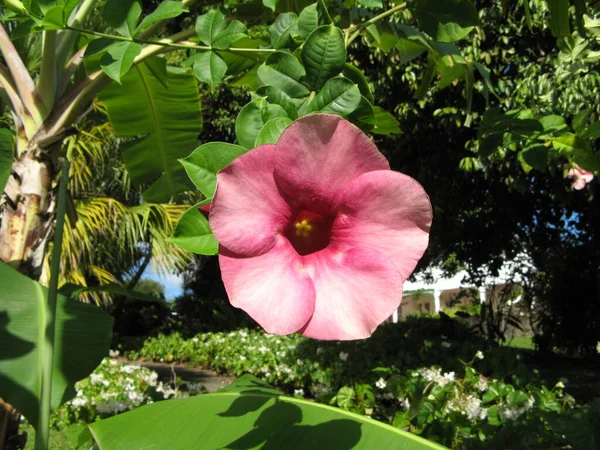 Flor Tropical Índias Ocidentais Francesas — Fotografia de Stock