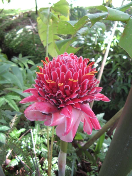 Flor Tropical Índias Ocidentais Francesas — Fotografia de Stock