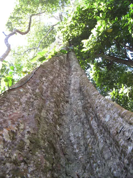 熱帯植物 フランス西インド諸島 — ストック写真