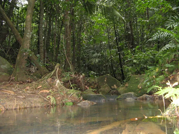 Тропическая Растительность Французская Вест Индия — стоковое фото