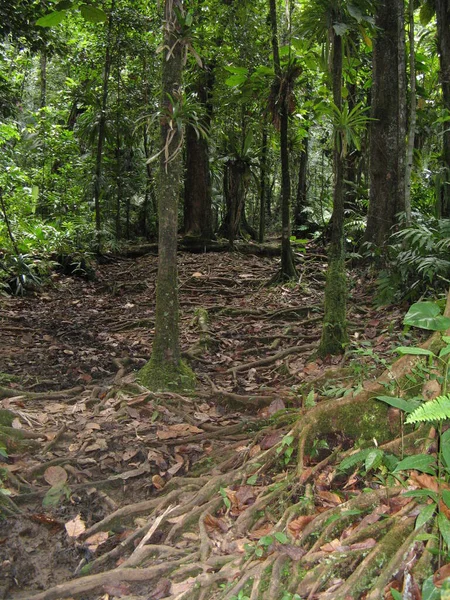 Vegetación Tropical Indias Occidentales Francesas — Foto de Stock
