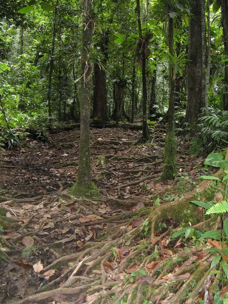 Tropical Vegetation French West Indies — Stock Photo, Image