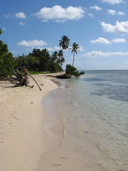 Strand Von Bois Jolan Sainte Anne Guadeloupe — Stockfoto