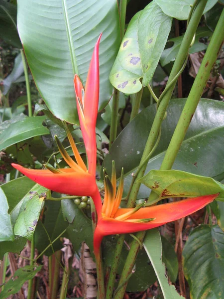 Flor Tropical Indias Occidentales Francesas —  Fotos de Stock