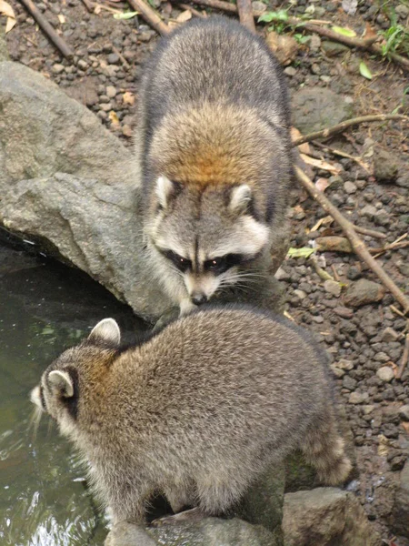 Racoon Emblema Guadalupe — Fotografia de Stock