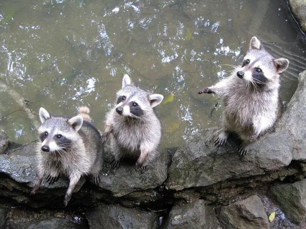 Racoon Emblema Guadalupe — Fotografia de Stock