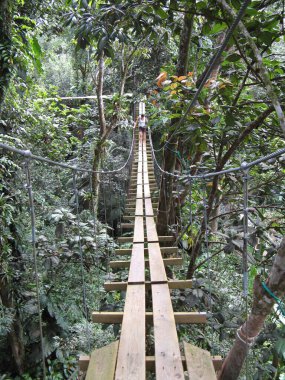 Tepe örtüsü, Yağmur Ormanı, Fransız Batı Hint Adaları