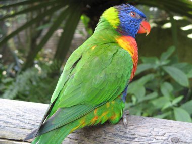 Lorikeet, zoolojik bahçe, Guadeloupe.