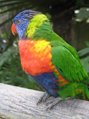 Lorikeet, zoolojik bahçe, Guadeloupe.