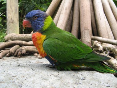 Lorikeet, zoolojik bahçe, Guadeloupe.