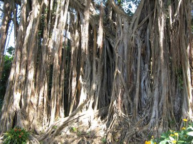 Tropik bitki örtüsü, Fransız Batı Hint Adaları