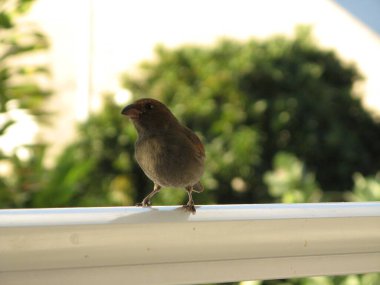 Küçük bir Karayip kuşu