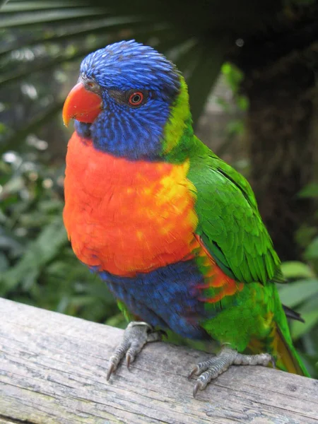 Lorikeet Zoologischer Garten Guadeloupe — Stockfoto