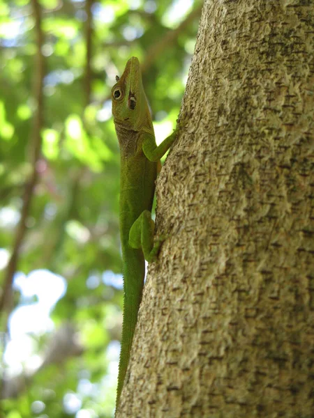 Petit Lézard Des Antilles Françaises — Photo