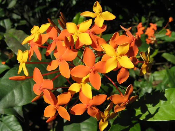 Flor Tropical Indias Occidentales Francesas —  Fotos de Stock