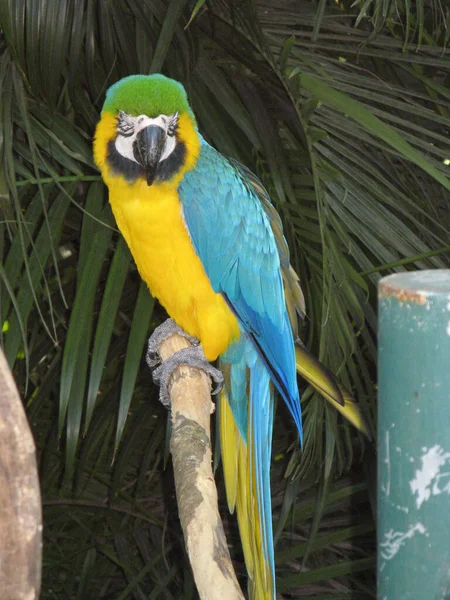 Papagei Zoologischer Garten Guadeloupe — Stockfoto