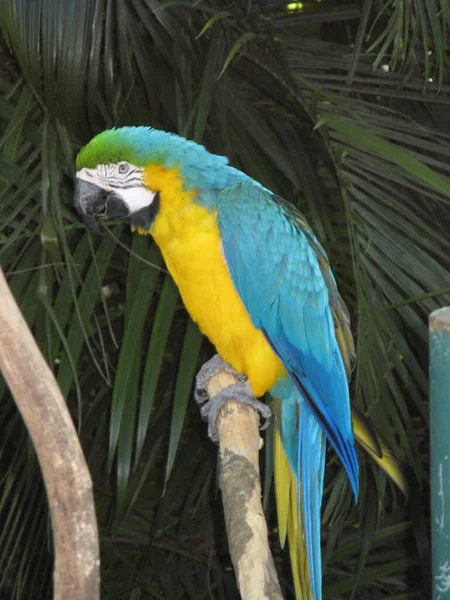 Papagaio Jardim Zoológico Guadalupe — Fotografia de Stock