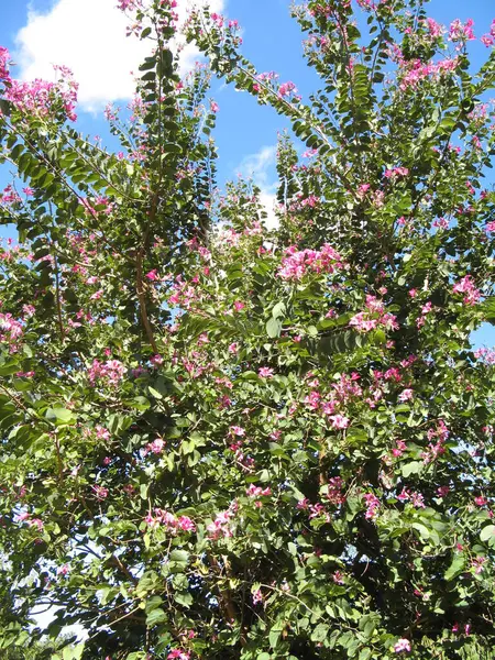 Tropisk Blomma Franska Västindien — Stockfoto